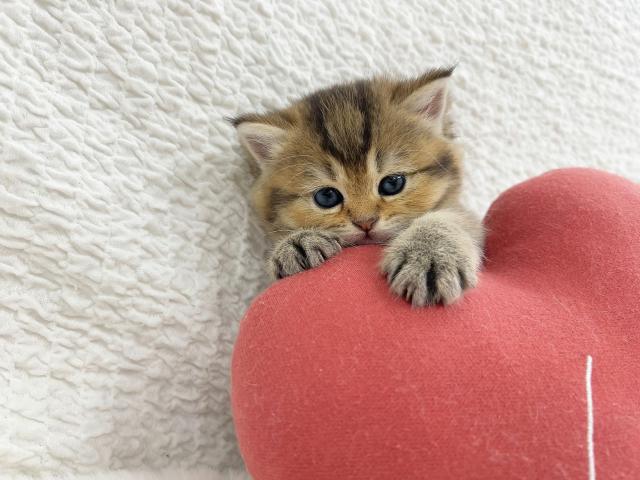 マンチカンの写真6