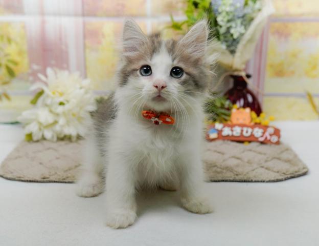 ノルウェージャンフォレストキャットの写真6