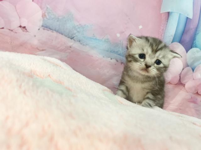 マンチカンの写真5