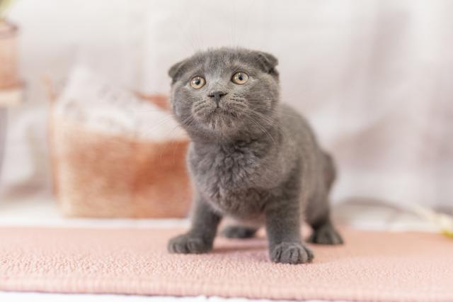 スコティッシュフォールドの写真2