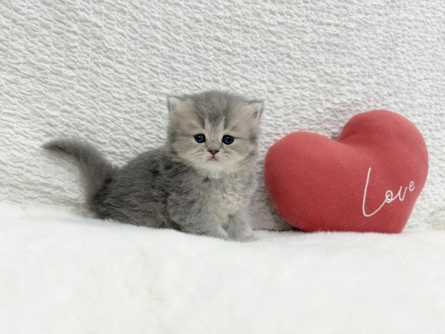 マンチカンの写真4