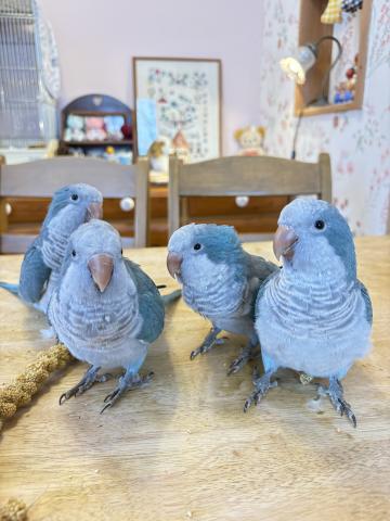 オキナインコ