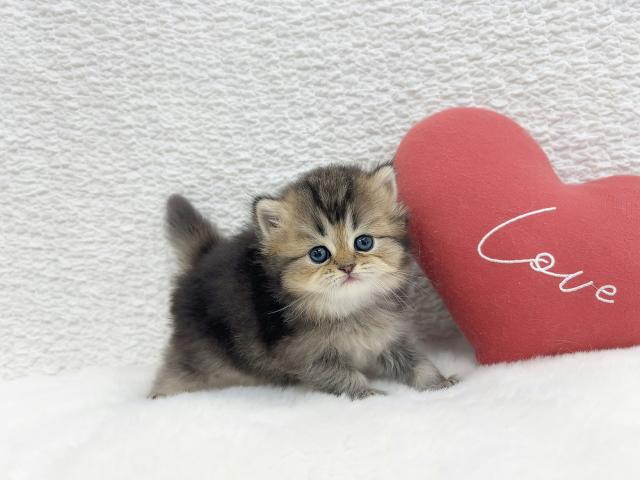 マンチカンの写真3