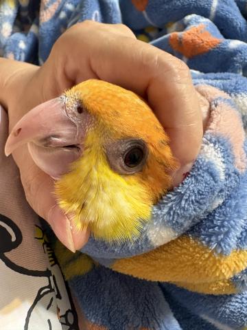 シロハラインコの写真2