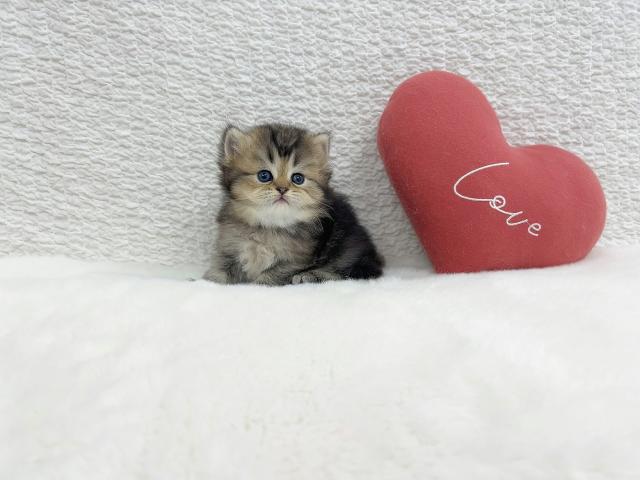 マンチカンの写真4