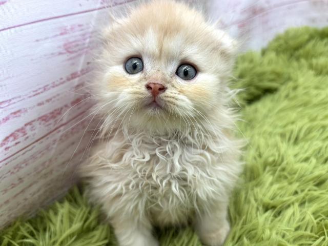 スコティッシュフォールド