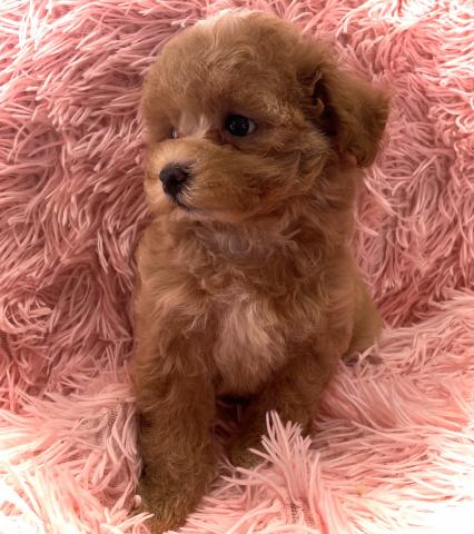 MIX【秋のブリーダー直販フェア開催中】マルプーmix犬💕おトイレを覚えた賢い子💕お問い合わせ13件入ってます✨の写真2