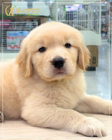 ゴールデンレトリーバーの写真2