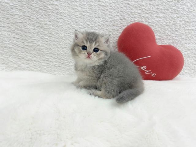 マンチカンの写真5