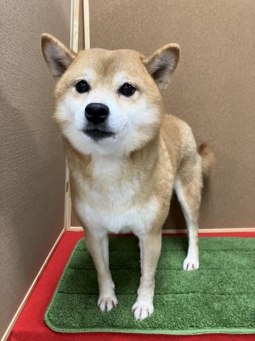 豆柴の写真2