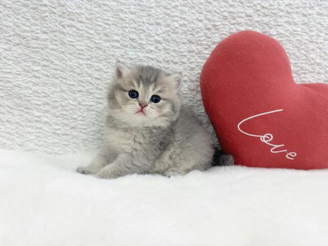 マンチカンの写真2