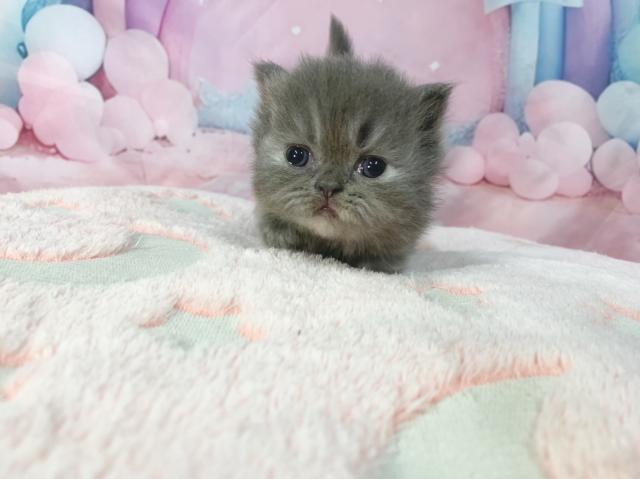 マンチカンの写真5