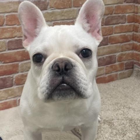 フレンチブルドッグの写真5