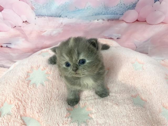 マンチカンの写真5