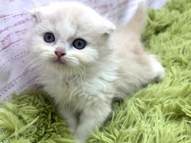 スコティッシュフォールド
