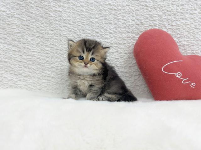 マンチカンの写真6