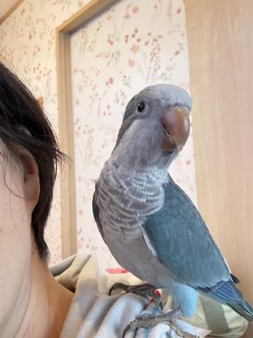オキナインコの写真2