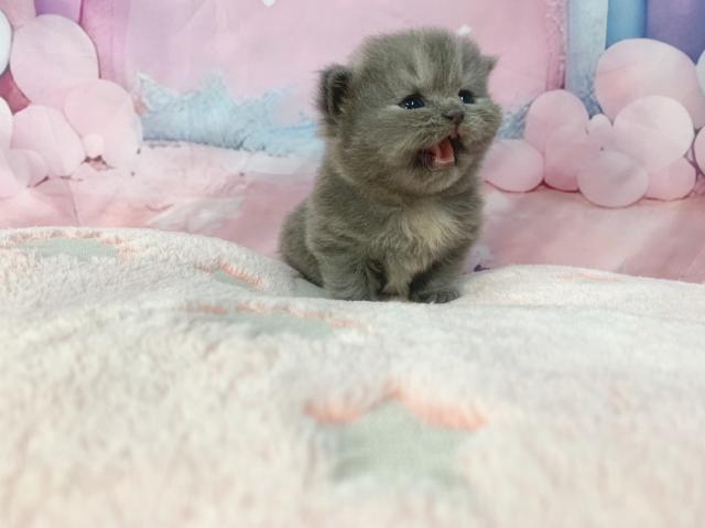 マンチカンの写真2