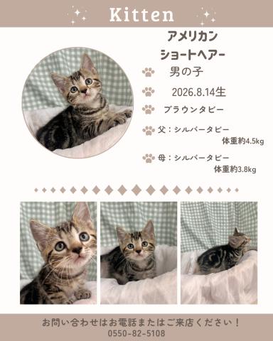 アメリカンショートヘアー