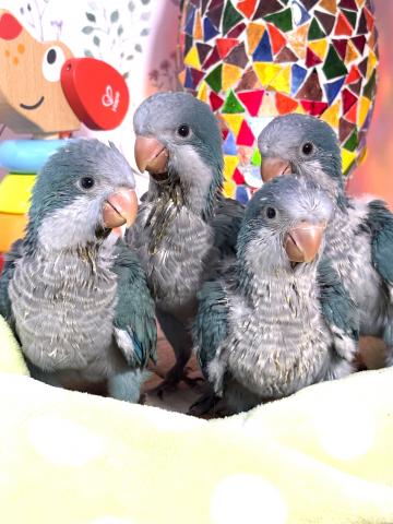 オキナインコの写真6