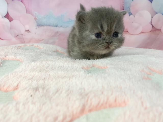 マンチカンの写真3