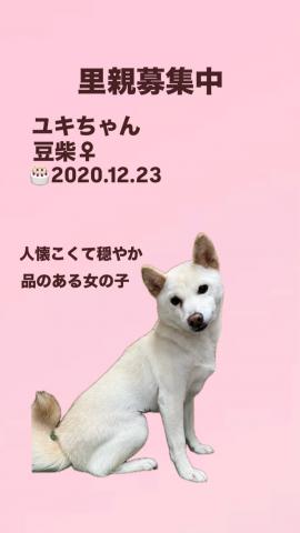 豆柴