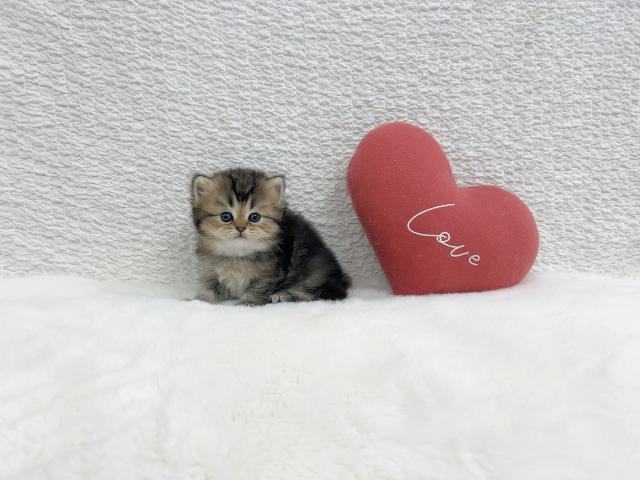 マンチカンの写真5