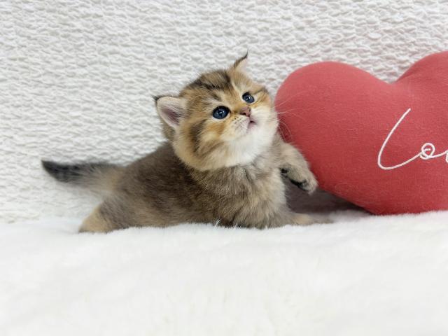 マンチカンの写真3