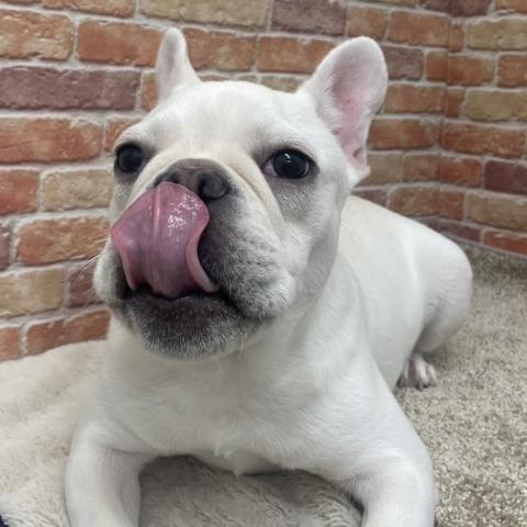 フレンチブルドッグの写真3