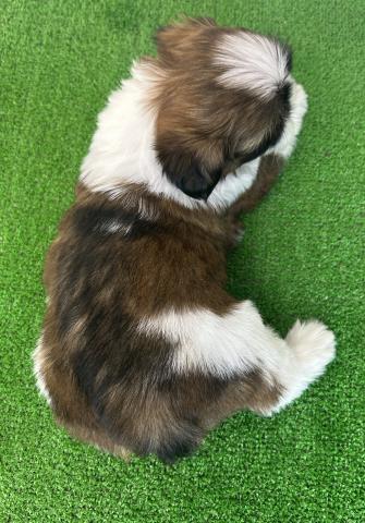 シーズーの写真6