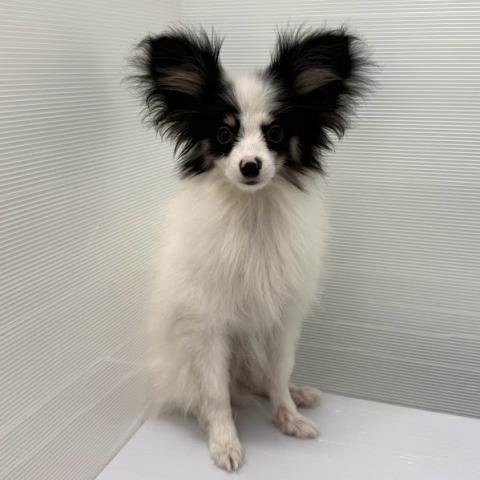 パピヨンの写真2