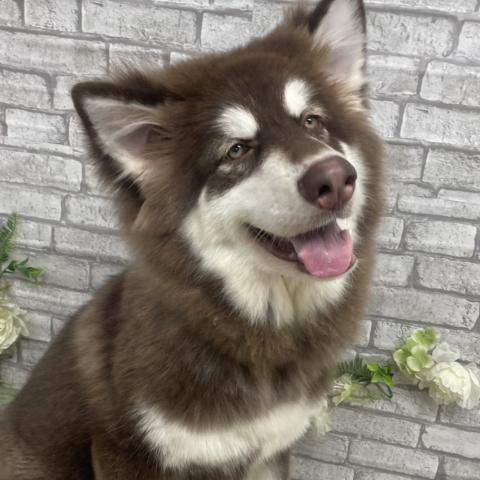 アラスカンマラミュート