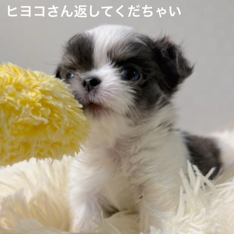 チワワ(ロングコート)の写真5