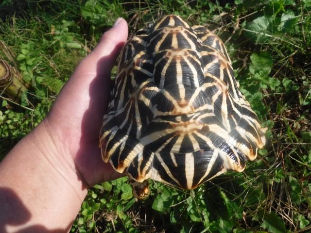 インドホシガメ　１の写真3