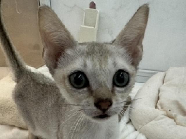 シンガプーラの写真2