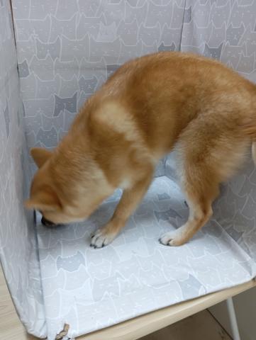 柴犬の写真6