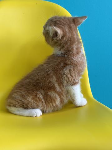 スコティッシュフォールド7375の写真3