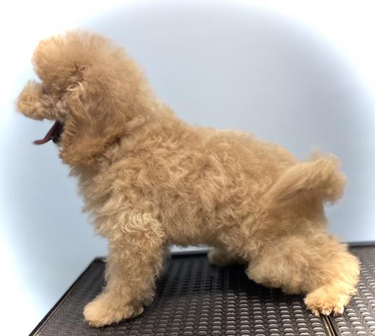 トイプードル【秋のブリーダー直販フェア開催中】定番人気のトイプードルくん💕おトイレを覚えた賢い子💕お問い合わせ3件入ってます✨の写真2