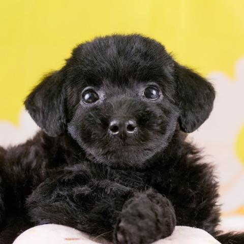 トイプードルの写真2