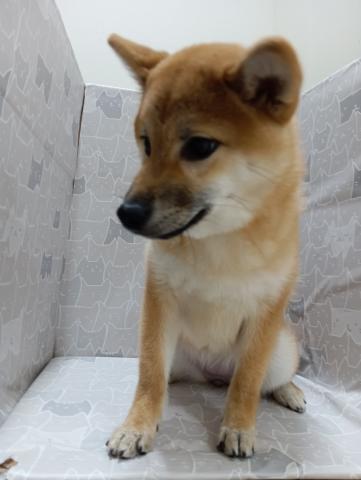 柴犬の写真2