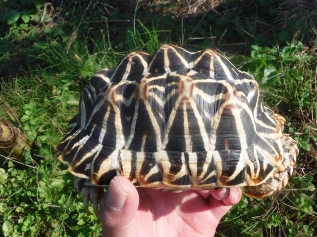 インドホシガメ　１の写真4