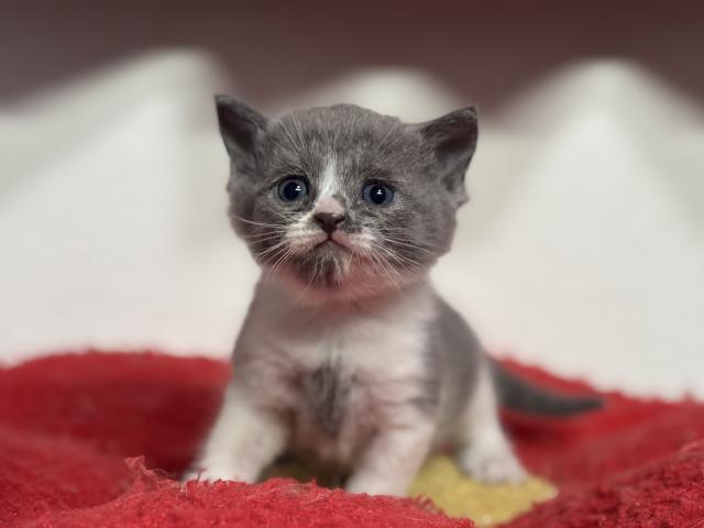 ブリティッシュショートヘア