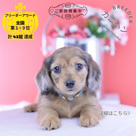 カニヘンダックスフンド ロング