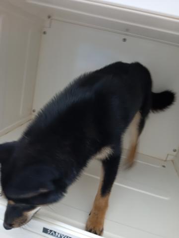 柴犬の写真5