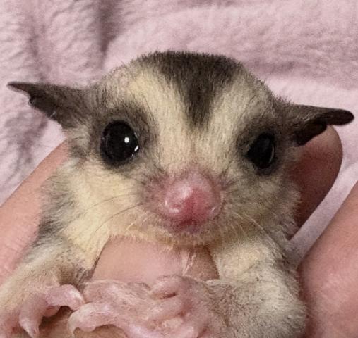 フクロモモンガ モザイクposs25%リューシの写真2