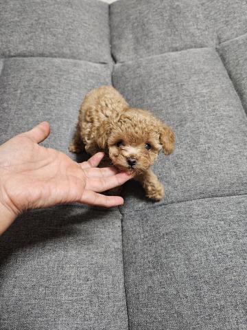 トイプードルタイニーサイズの写真2