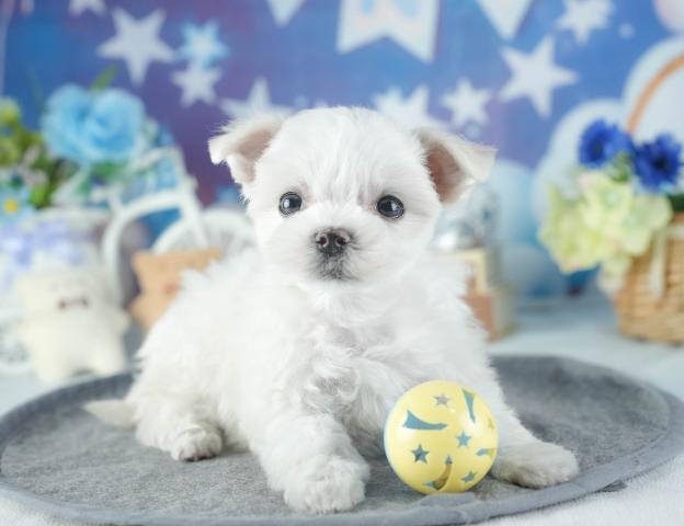 マルチーズの写真5