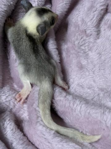 フクロモモンガ モザイクposs25%リューシの写真4