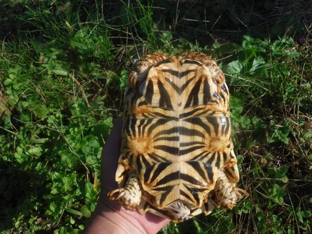 インドホシガメ　１の写真5