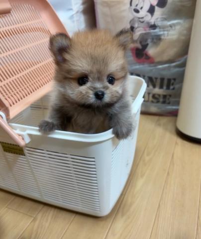 🌰可愛いポメチワの女の子🌰の写真3